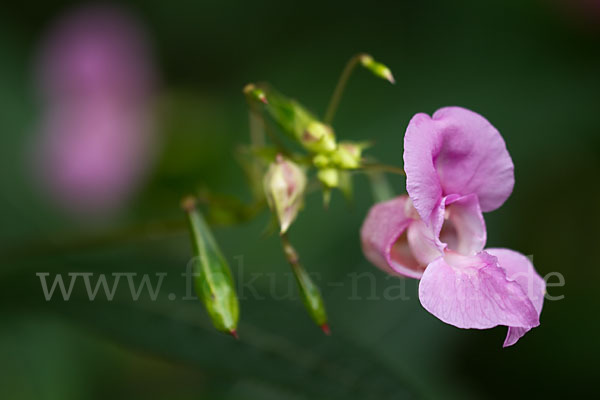 Drüsiges Springkraut (Impatiens glandulifera)