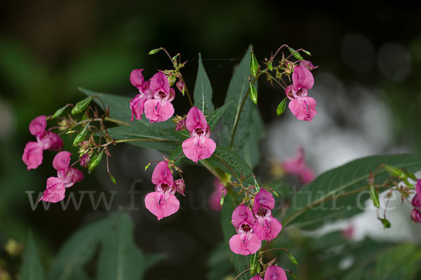 Drüsiges Springkraut (Impatiens glandulifera)