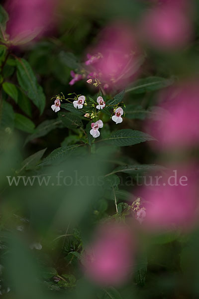 Drüsiges Springkraut (Impatiens glandulifera)