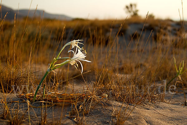 Dünen-Trichternarzisse (Pancratium maritimum)