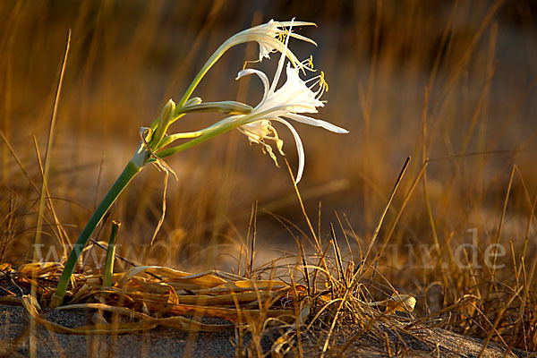 Dünen-Trichternarzisse (Pancratium maritimum)