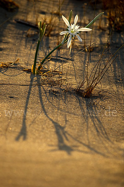 Dünen-Trichternarzisse (Pancratium maritimum)