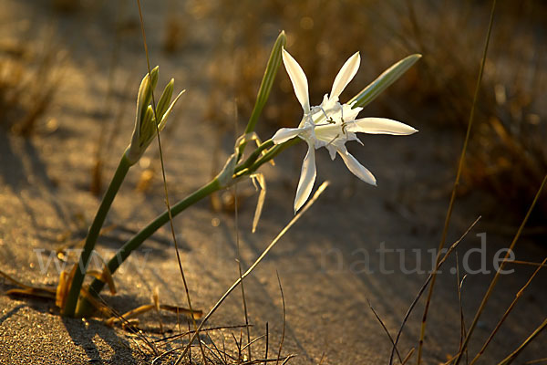 Dünen-Trichternarzisse (Pancratium maritimum)