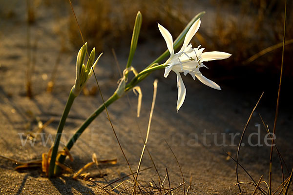 Dünen-Trichternarzisse (Pancratium maritimum)