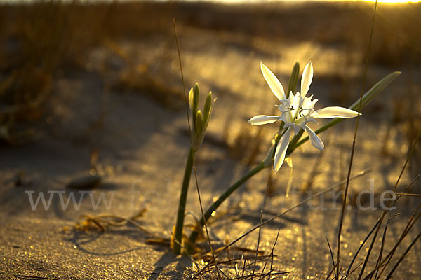 Dünen-Trichternarzisse (Pancratium maritimum)