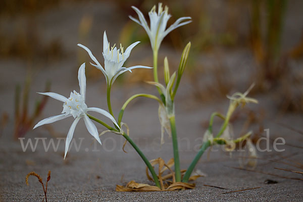 Dünen-Trichternarzisse (Pancratium maritimum)