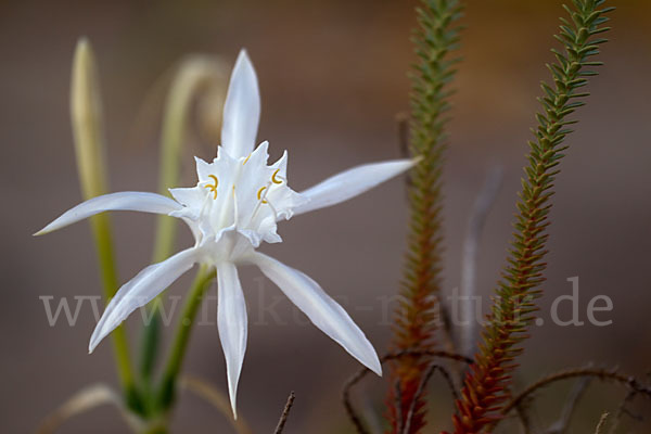 Dünen-Trichternarzisse (Pancratium maritimum)