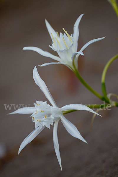 Dünen-Trichternarzisse (Pancratium maritimum)