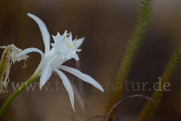 Dünen-Trichternarzisse (Pancratium maritimum)