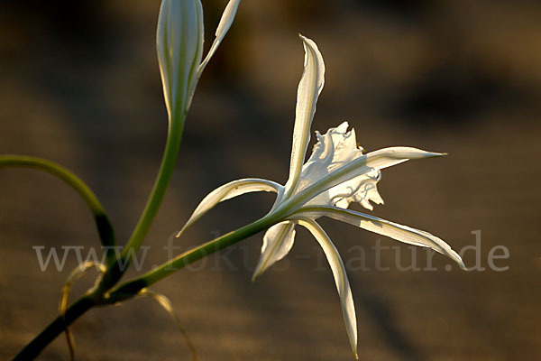 Dünen-Trichternarzisse (Pancratium maritimum)