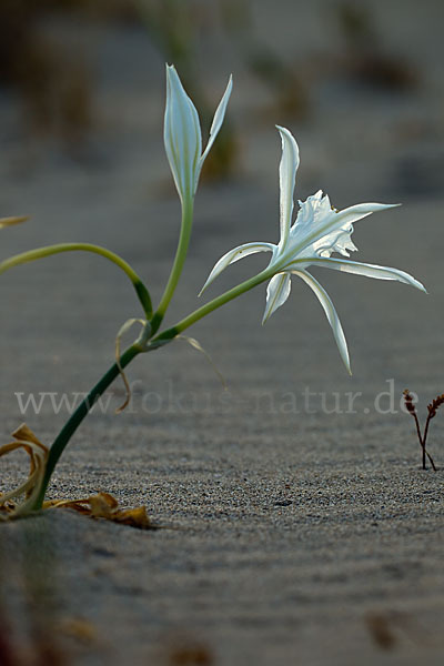 Dünen-Trichternarzisse (Pancratium maritimum)