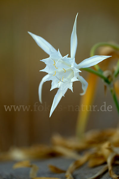 Dünen-Trichternarzisse (Pancratium maritimum)