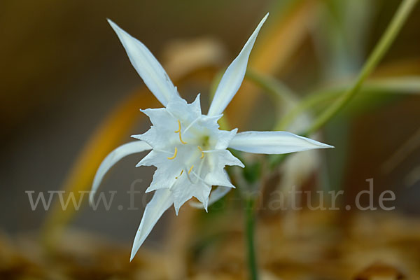 Dünen-Trichternarzisse (Pancratium maritimum)