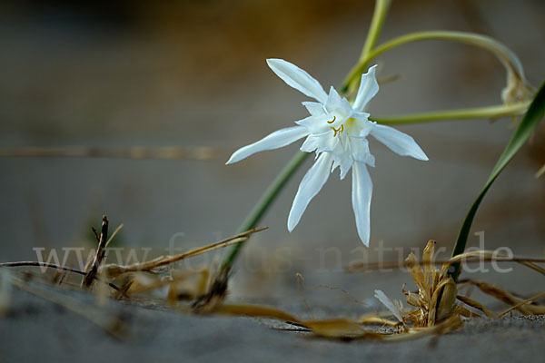 Dünen-Trichternarzisse (Pancratium maritimum)