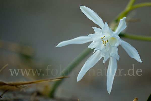 Dünen-Trichternarzisse (Pancratium maritimum)