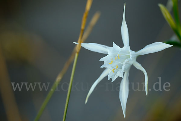 Dünen-Trichternarzisse (Pancratium maritimum)