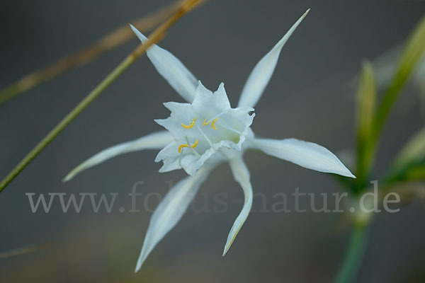 Dünen-Trichternarzisse (Pancratium maritimum)