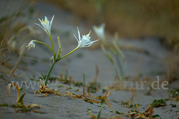 Dünen-Trichternarzisse (Pancratium maritimum)