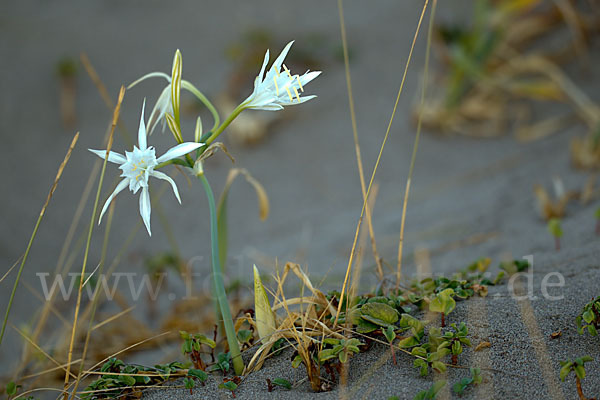 Dünen-Trichternarzisse (Pancratium maritimum)