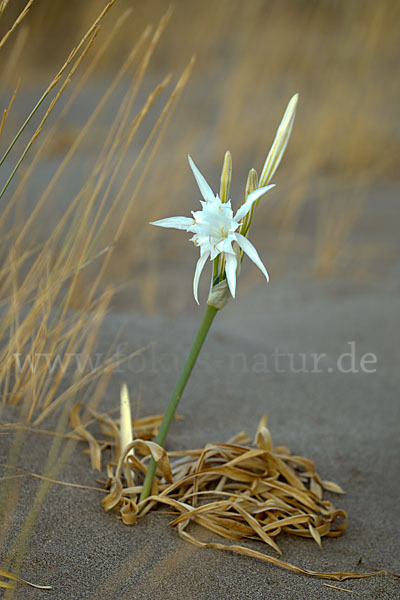 Dünen-Trichternarzisse (Pancratium maritimum)