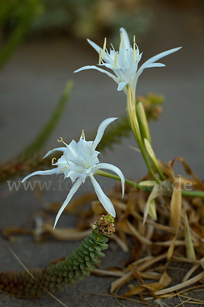 Dünen-Trichternarzisse (Pancratium maritimum)