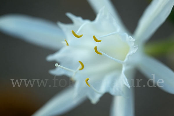 Dünen-Trichternarzisse (Pancratium maritimum)