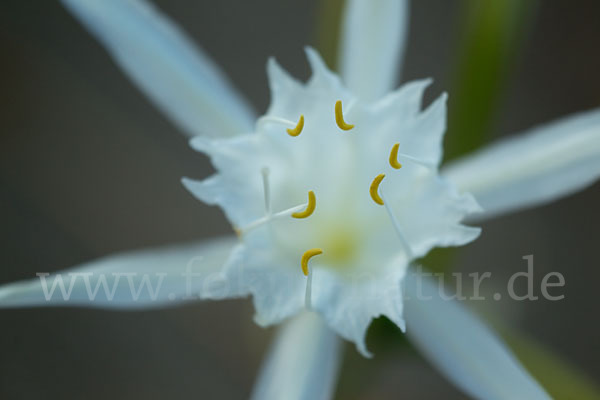 Dünen-Trichternarzisse (Pancratium maritimum)