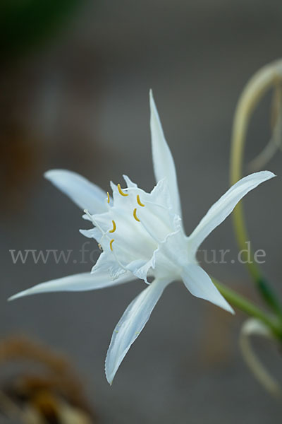 Dünen-Trichternarzisse (Pancratium maritimum)