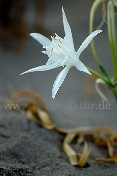 Dünen-Trichternarzisse (Pancratium maritimum)