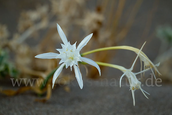 Dünen-Trichternarzisse (Pancratium maritimum)