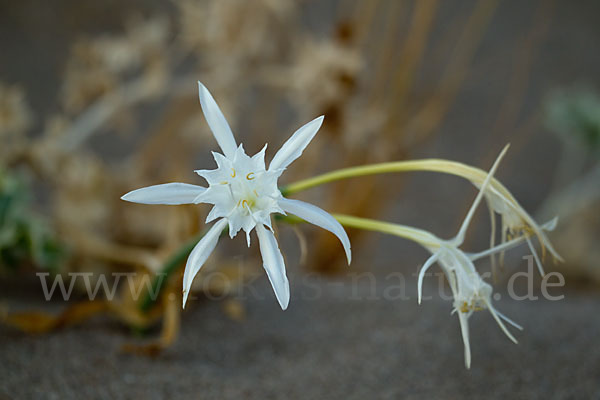 Dünen-Trichternarzisse (Pancratium maritimum)