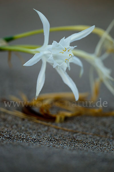 Dünen-Trichternarzisse (Pancratium maritimum)