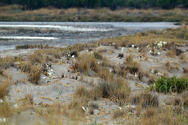 Dünen-Trichternarzisse (Pancratium maritimum)