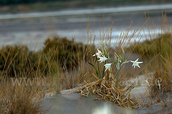 Dünen-Trichternarzisse (Pancratium maritimum)