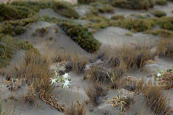 Dünen-Trichternarzisse (Pancratium maritimum)