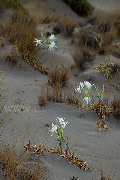 Dünen-Trichternarzisse (Pancratium maritimum)