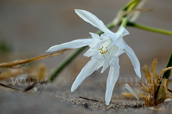 Dünen-Trichternarzisse (Pancratium maritimum)