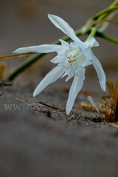 Dünen-Trichternarzisse (Pancratium maritimum)