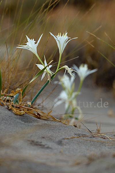 Dünen-Trichternarzisse (Pancratium maritimum)