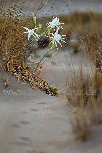 Dünen-Trichternarzisse (Pancratium maritimum)