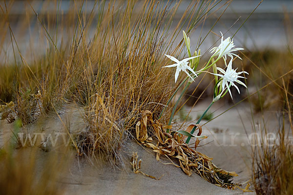 Dünen-Trichternarzisse (Pancratium maritimum)