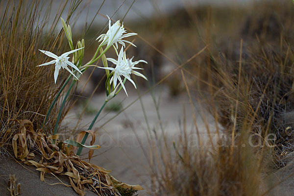 Dünen-Trichternarzisse (Pancratium maritimum)