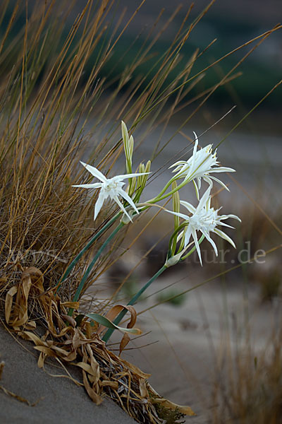 Dünen-Trichternarzisse (Pancratium maritimum)