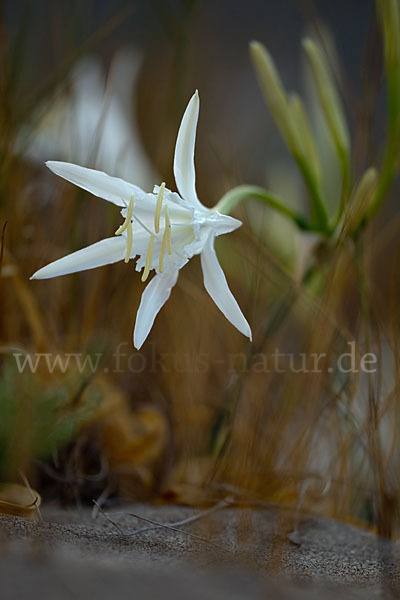 Dünen-Trichternarzisse (Pancratium maritimum)