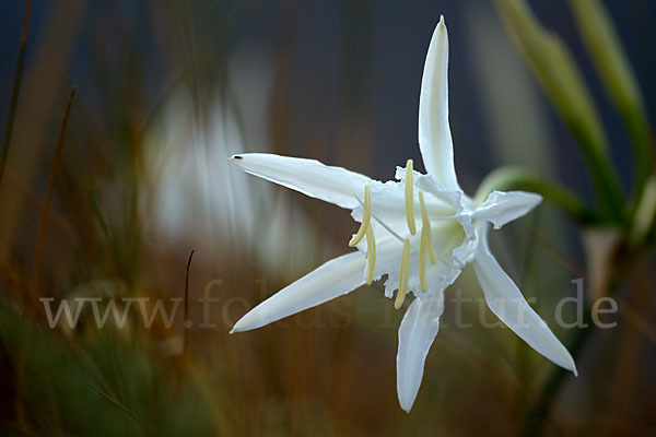 Dünen-Trichternarzisse (Pancratium maritimum)