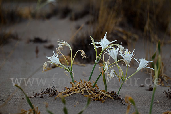 Dünen-Trichternarzisse (Pancratium maritimum)