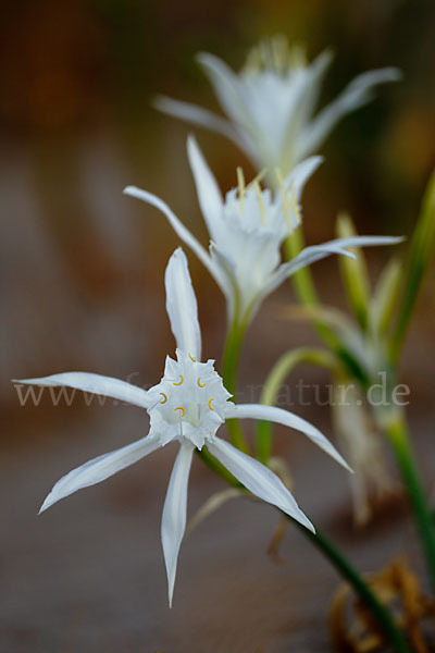 Dünen-Trichternarzisse (Pancratium maritimum)