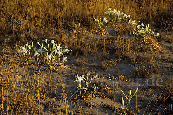 Dünen-Trichternarzisse (Pancratium maritimum)