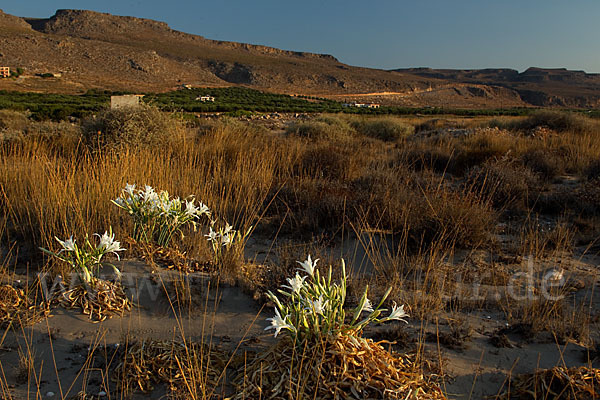 Dünen-Trichternarzisse (Pancratium maritimum)