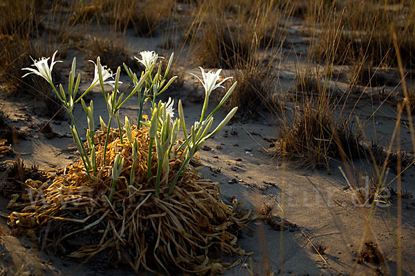 Dünen-Trichternarzisse (Pancratium maritimum)